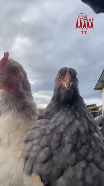 и снова дискотека