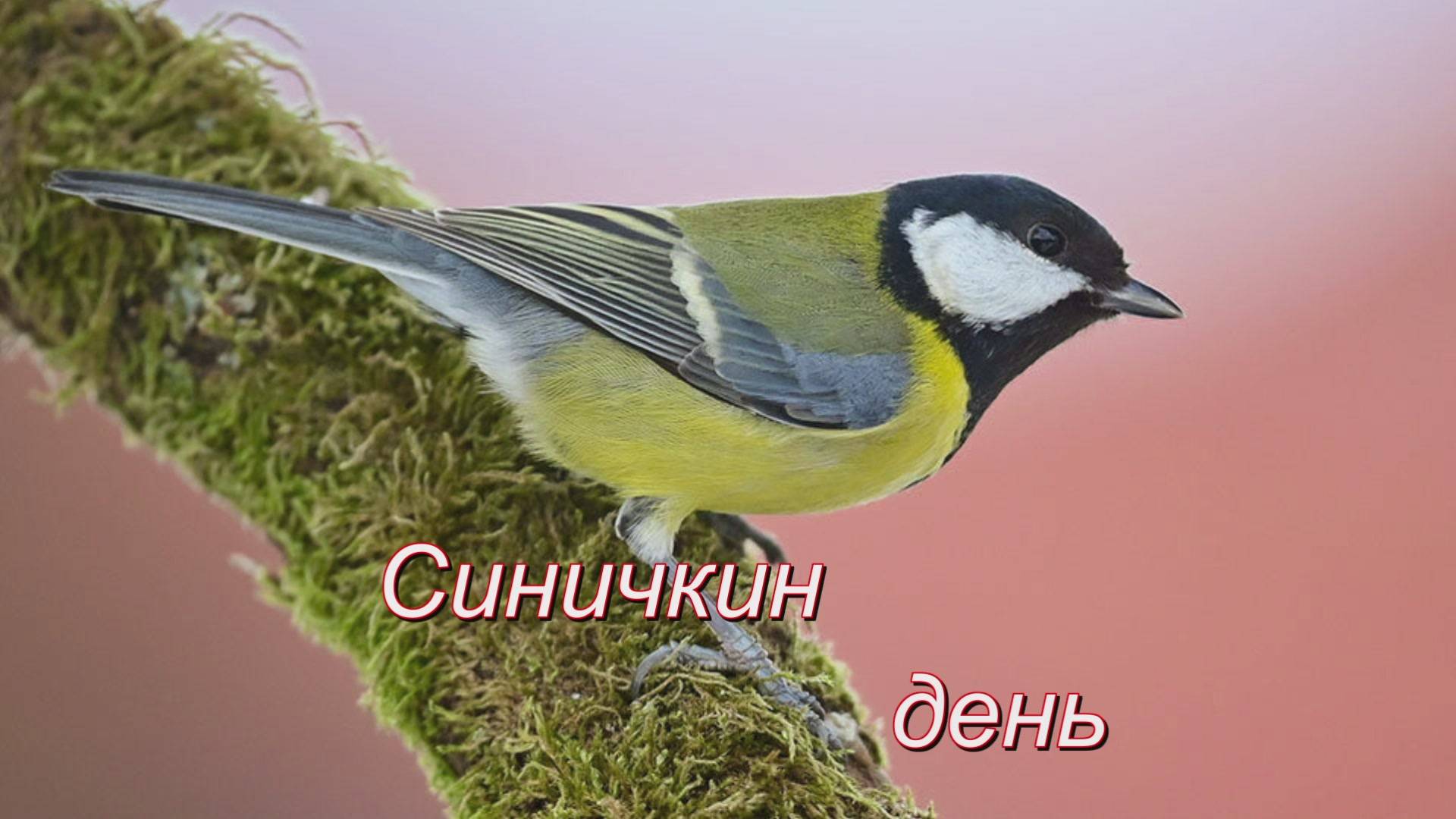 Синичкин день