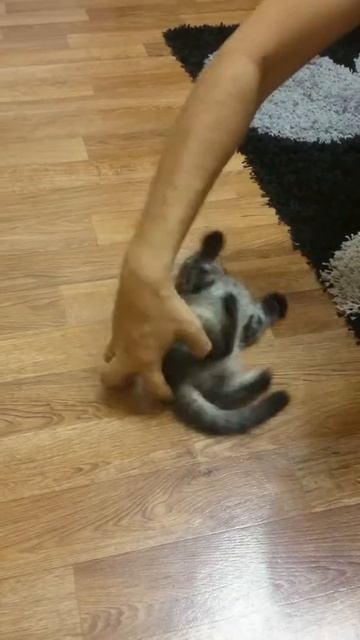 Котёнок боится. Кошка. Смотреть до конца 😂