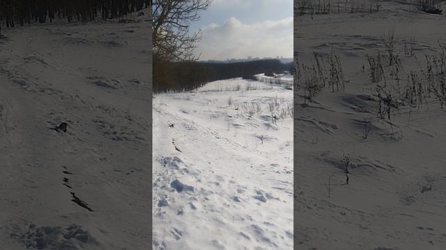Лабрадор Марго мериет сугробы