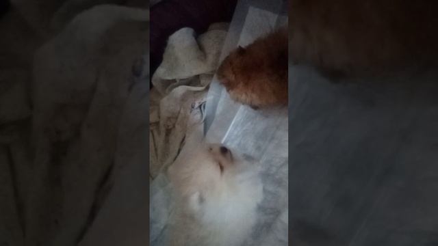 VID_20250228_133411.mp4