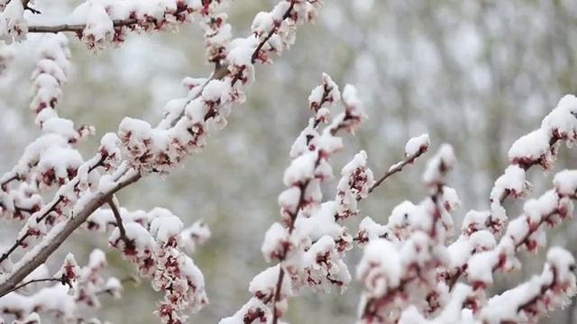 Прощенное воскресенье,  перед Великим Постом