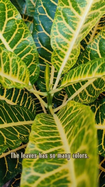 Croton petra, Puring, or Codiaeum variegatum. #shorts #plants #flowers