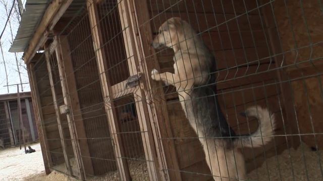 Через приложение «Карта жителя Нижегородской области» можно будет искать пропавших животных