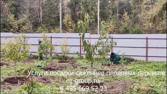 Услуги посадки саженцев плодовых деревьев на даче. Выезд Агрономов по Москве и области. Звоните!