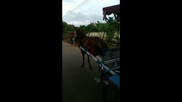 CARA MELATIH KUDA UNTUK NARIK DOKAR ATAU BENDI PERTAMA KALI