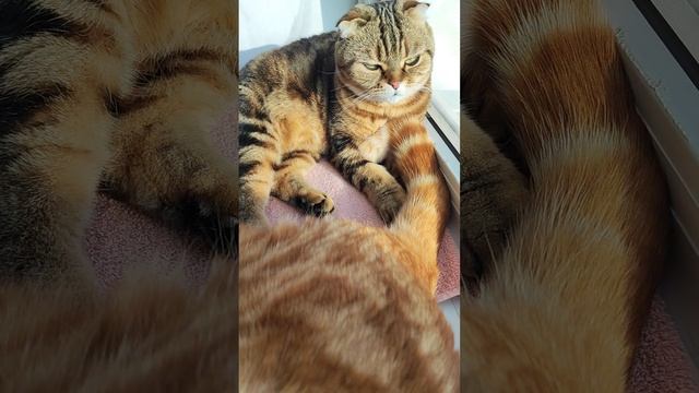 Кошки на окошке