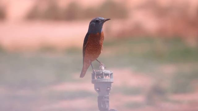 Rufous tailed Rock Thrush Yotvata