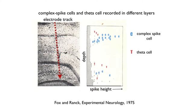 John Kubie, PhD – The Hippocampus in Brooklyn; Head Direction Cells and Beyond