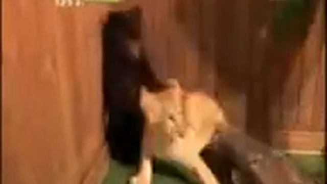 медведь в шоке000 +18