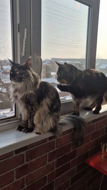 Вместе на окошке😻