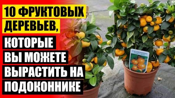 🔔 МИНИ ДЕРЕВЬЯ ДОМАШНИЙ ФЕРМЕР ОТЗЫВЫ ПОКУПАТЕЛЕЙ 😎 КАРЛИКОВЫЕ ПЛОДОВЫЕ ДЕРЕВЬЯ ДЛЯ ДОМА ЕКАТЕРИН