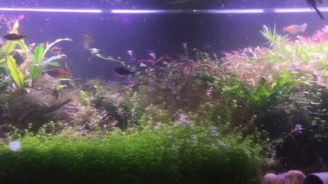 Easter changes to the 190gal / 720 liter planted tank