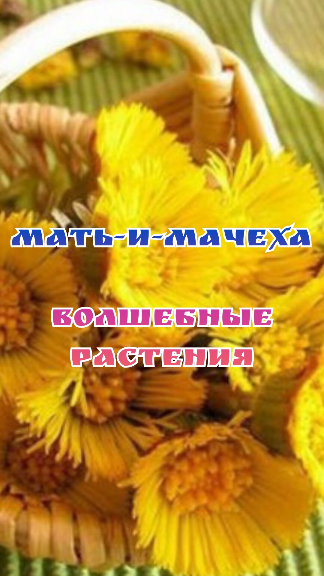 мать-и-мачеха - волшебные растения