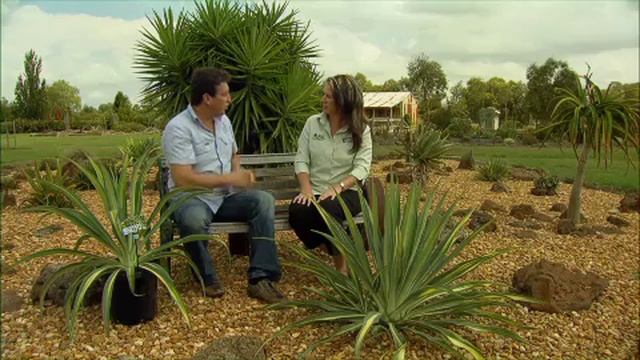 The Garden Gurus - New Release Plants: Beschoneria Reality