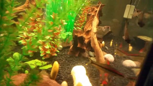 55 gallon fresh water community tank