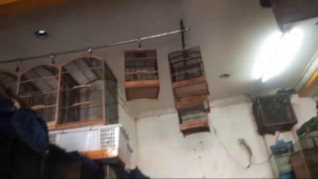 🔴 PILIHAN BANYAK ! HARI INI BANJIR BURUNG LOKALAN REKOMENDASI 0838-7553-6945