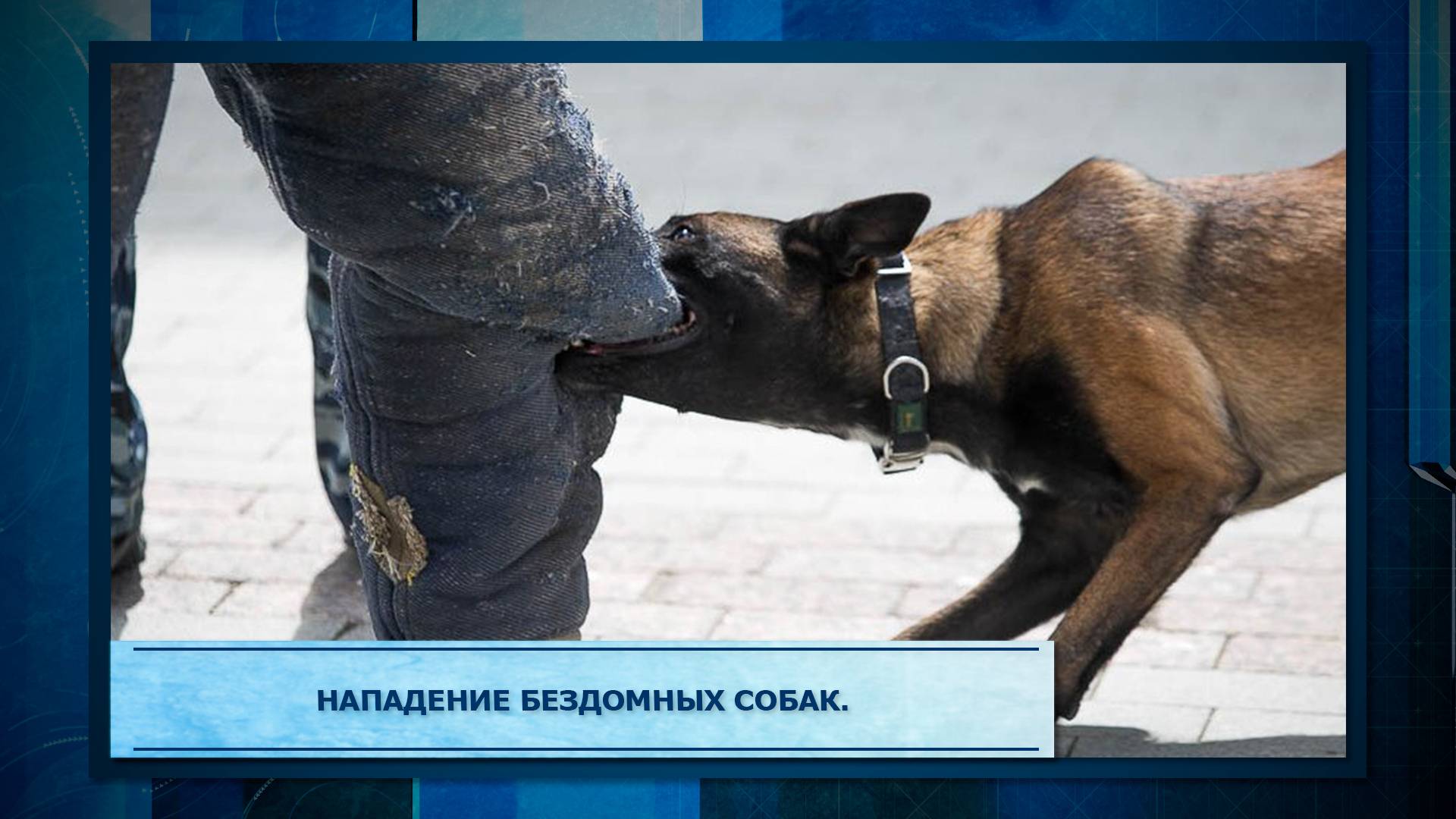 Нападение бездомных собак.