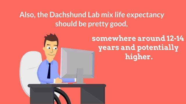 All About The Dachshund Lab Mix (Dachsador)
