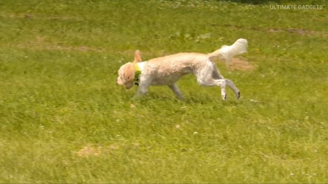 DOG GADGETS THAT YOUR DOG WOULD LIKE TO HAVE | PET GADGETS AND INVENTIONS