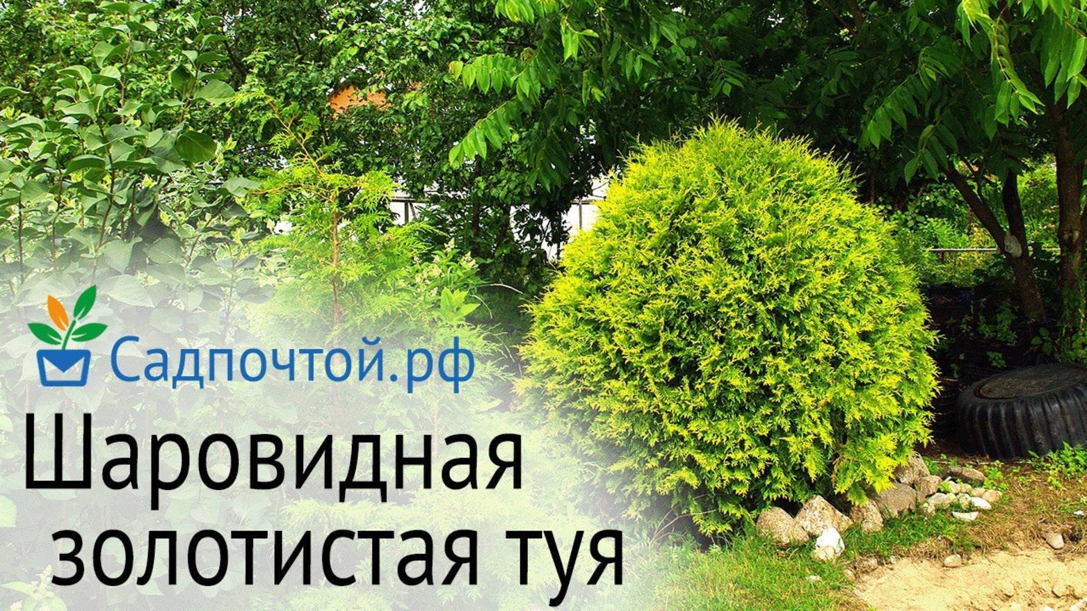 Туя западная 