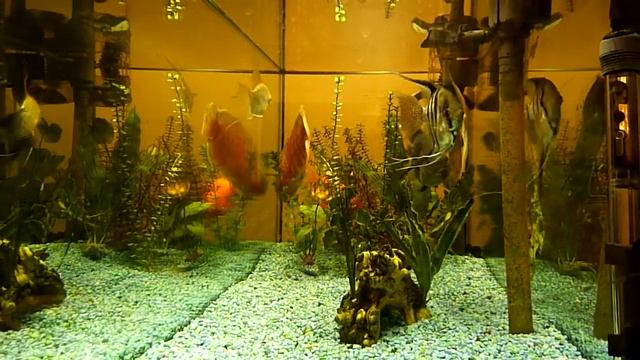 Panasonic Lumix DMC-ZS3/TZ7 HD Video - 75 Gal Fish Tank