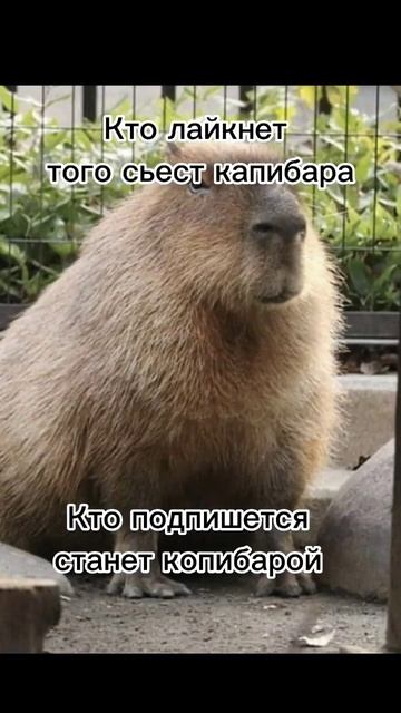 Капибара #shorts #капибара #мем #кринж