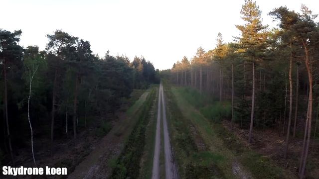 Drone in the forest HD