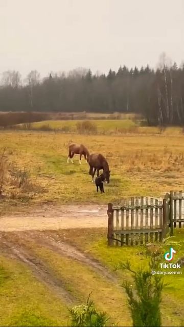 Животные смешное видео.Лошади.Смеюсь.Видеоприкол
