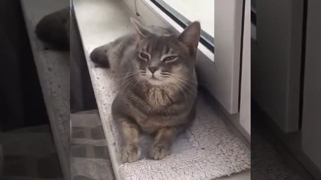Киска