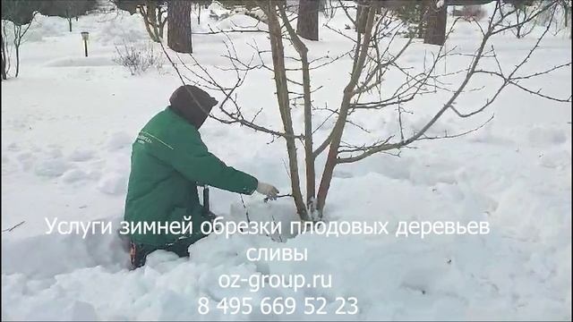 Услуги зимней обрезки плодовых деревьев сливы на даче. Выезд Агрономов по Москве и области. Звоните