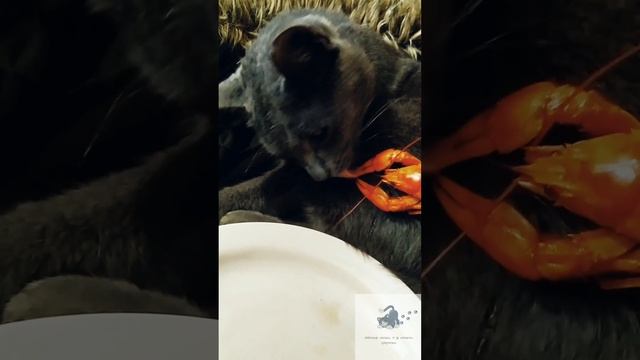 Смешные кошки. Приколы с котами. Реакция Софии на деликатес. Мягкие лапки