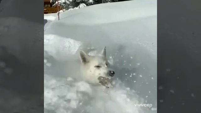 НАШИДЫ КАЛИМАТАН NASHIDA KALIMATAN