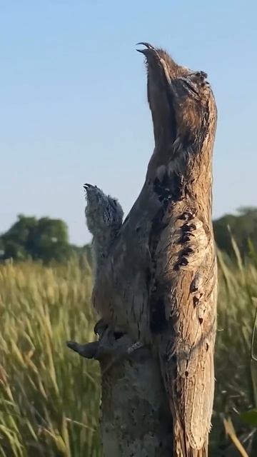 video5321348945123763675