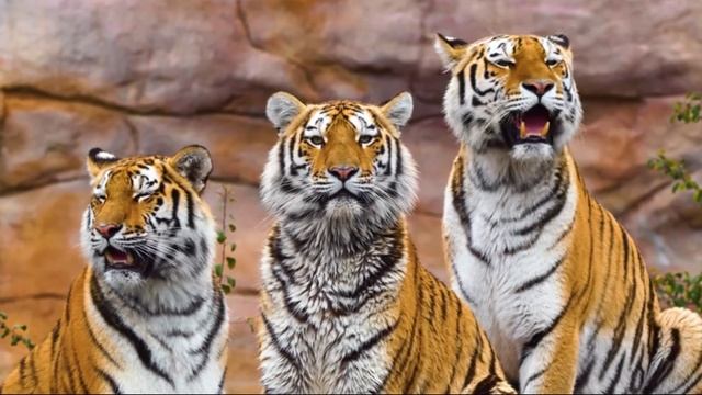 ШИКАРНОЕ ВИДЕО В НЕВЕРОЯТНЫХ КРАСКАХ В 4К. ВЕЛИКОЛЕПНОЕ КАЧЕСТВО ДЛЯ SMART TV  (Wildlife World 4K)