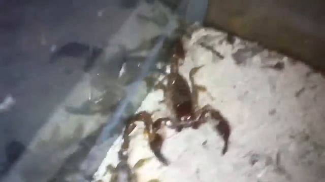 Scorpions in an aquarium