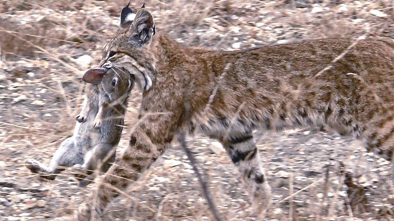 Рыжая РЫСЬ – универсальный охотник и эксперт по выживанию! Гроза мышей, кроликов и оленей!