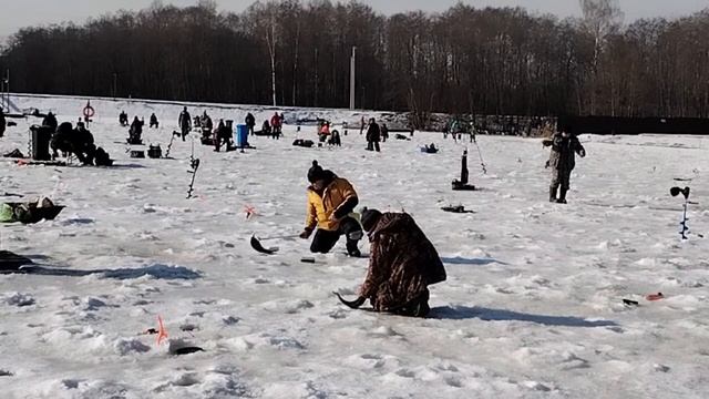 Поимки и сход форели