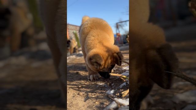 Мэйт и Марс