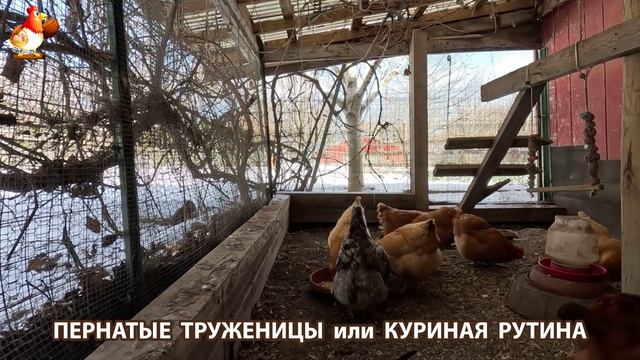 Куры несушки свободного выгула и их обычная куриная рутина – эпизод (58)