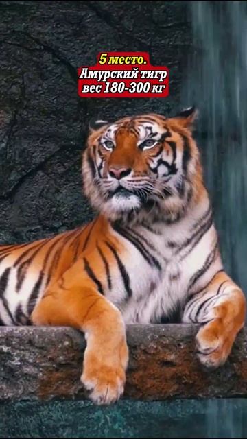 #фактолайф  Топ самых сильных животных в мире.