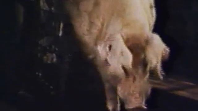 ЖУРАВКА   документальний фільм 1989 рік