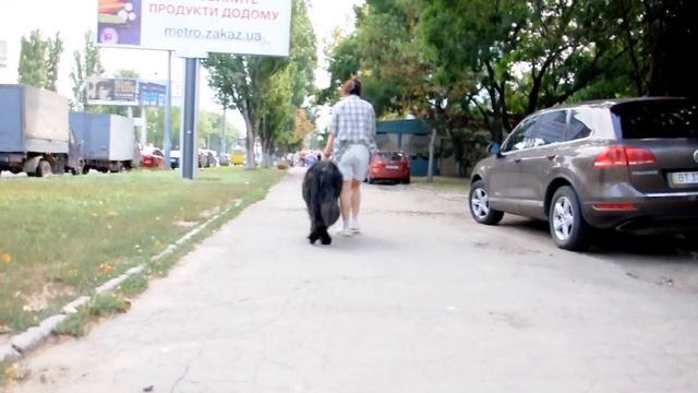 Походка перед операцией