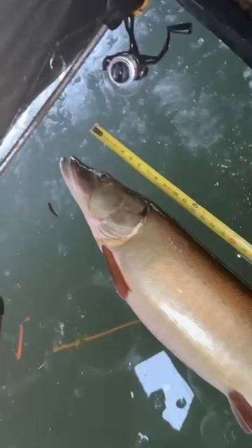 Огромная трофейная щука по прозрачному льду
У рыбака наверное адреналин зашкаливает