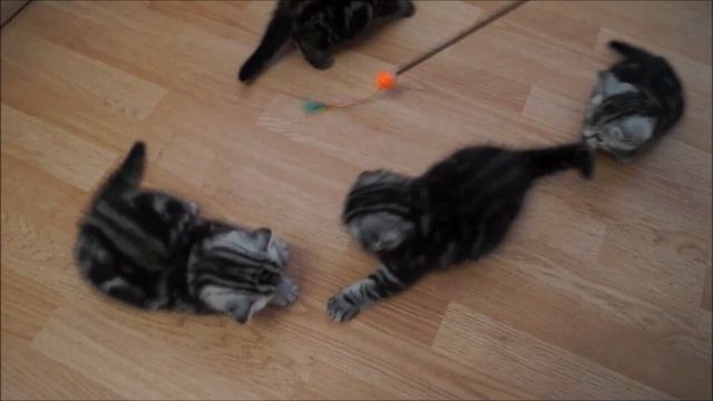 Котятки