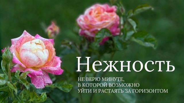 Нежность