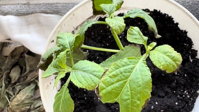 Черенки_сальвии,_ошибки_Сальвия_Дивинорум_|_Salvia_Divinorum_|_Шалфей