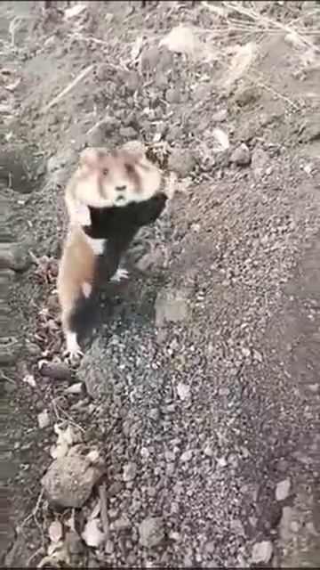 Боевой хомяк прикол