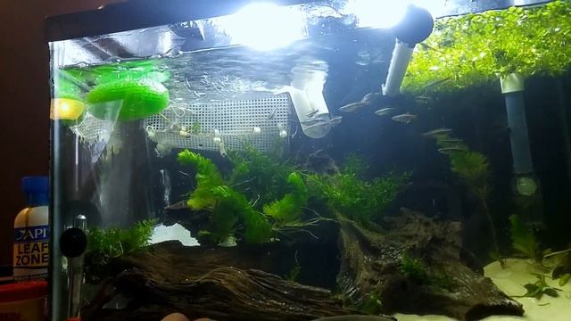 Eggs in the White Cloud Tank