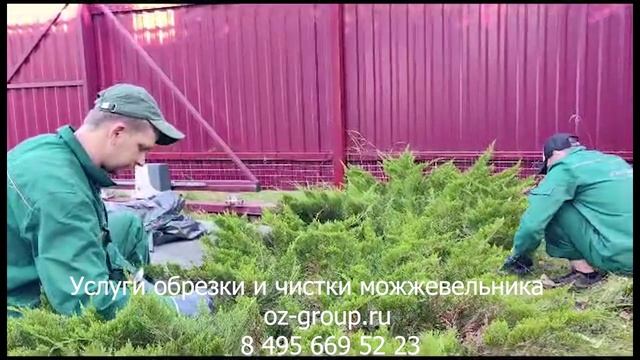 Услуги обрезки и чистки можжевельника на даче. Выезд Агрономов по Москве и области. Звоните сейчас!